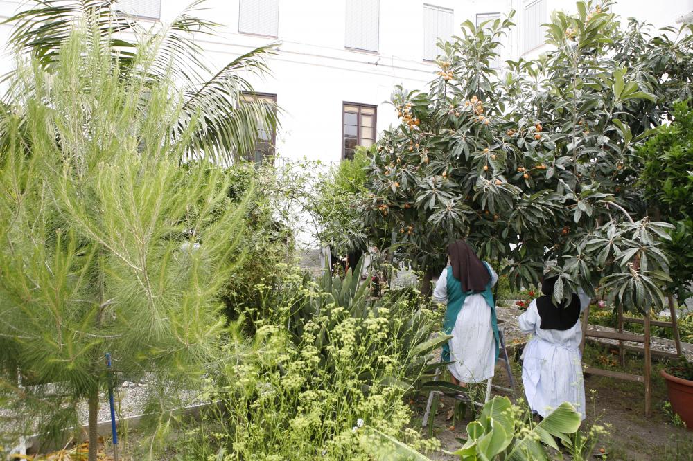 Las madres recogen nísperos en su huerto