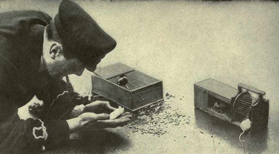 ¡Se mueren los ratones!