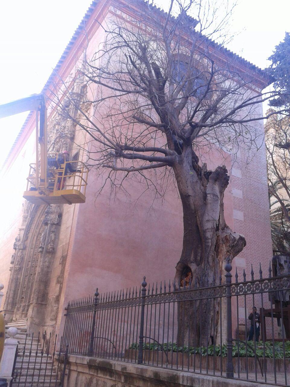 Almez de la Catedral, en el momento de la poda