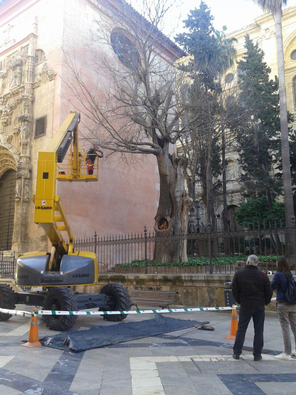 Almez de la Catedral, en el momento de la poda