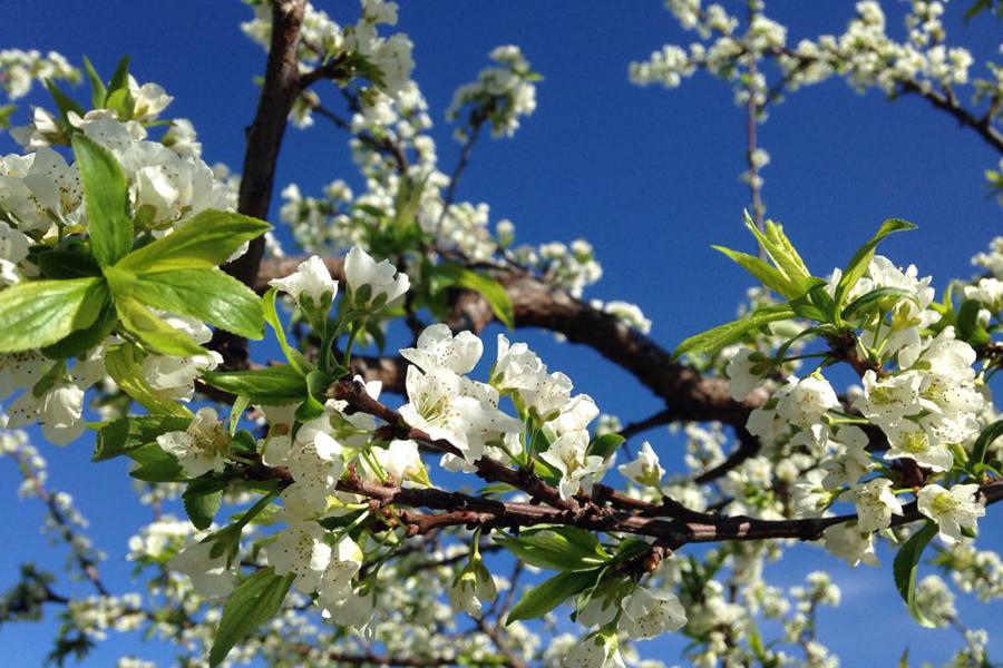 Cristianismo, la religión de la alegría