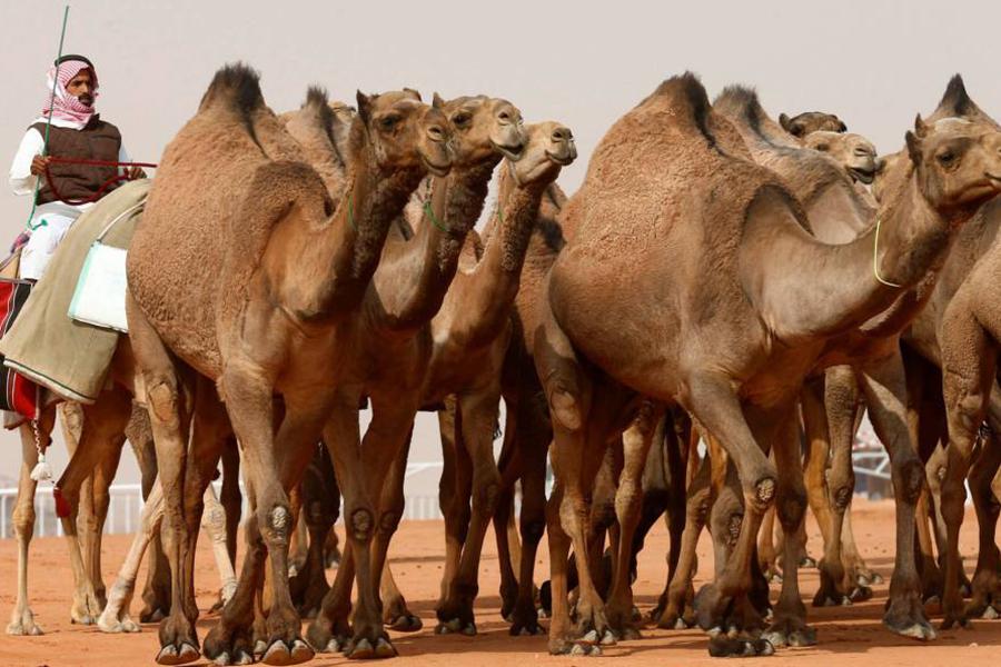 Monumental atasco a causa del censo decretado por César