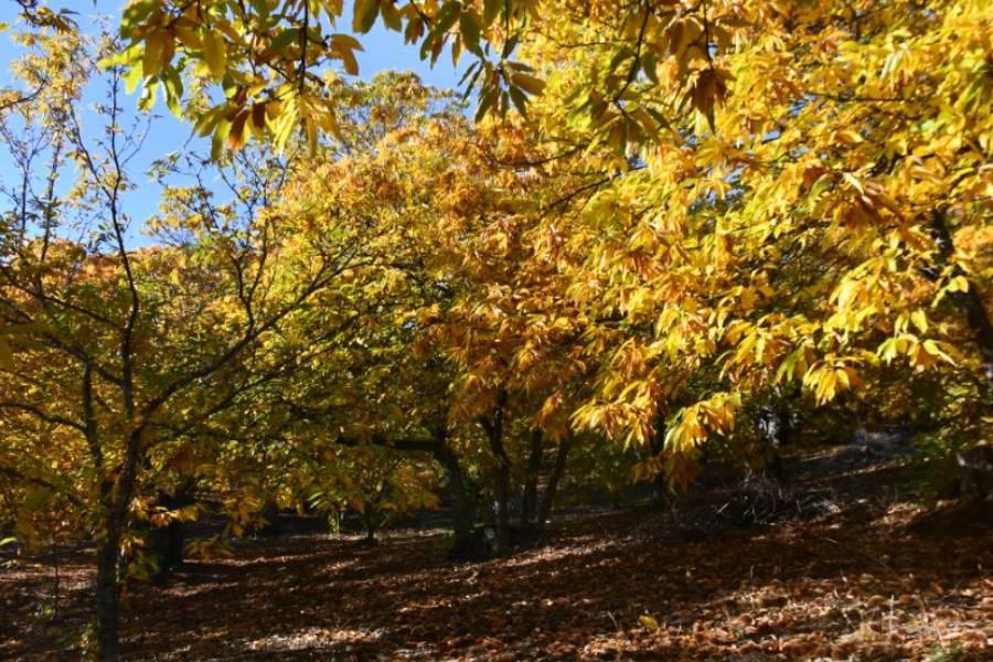 «En Pujerra se une la fiesta de la Patrona, la Virgen de Fátima, a la de los Santos y los Difuntos, y a la de la castaña»