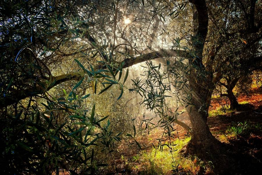 Almogía // F HERNÁNDEZ