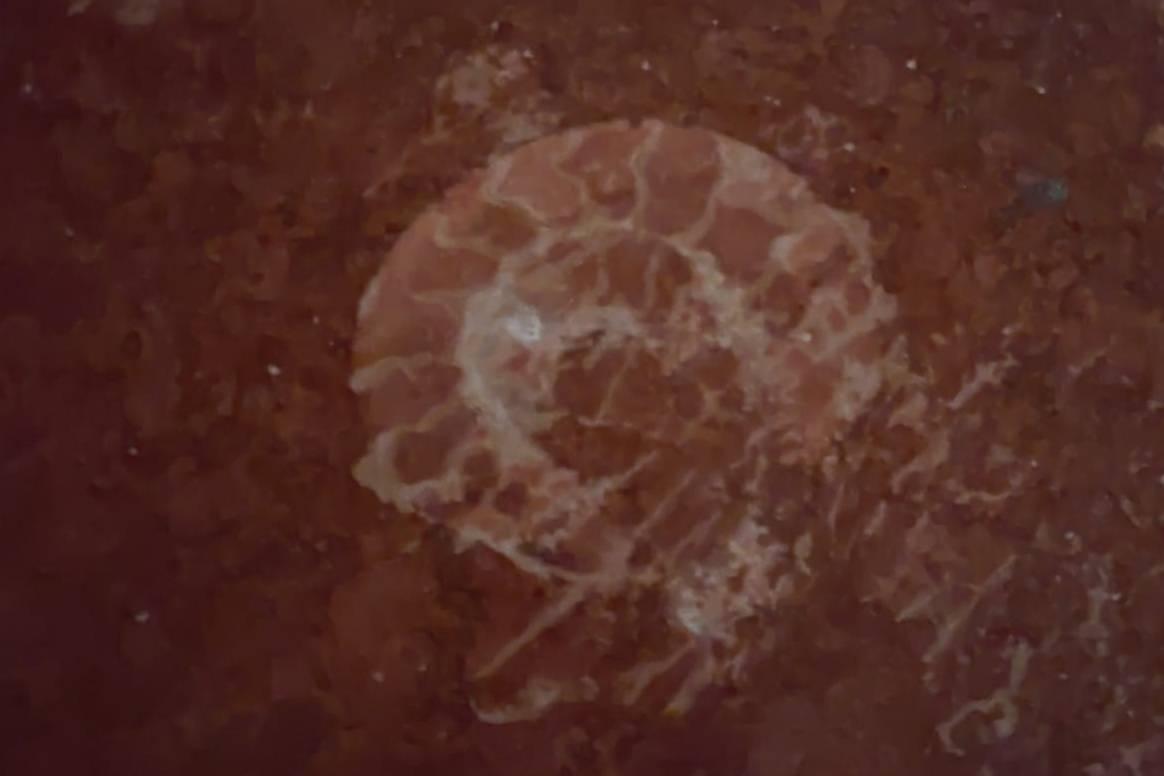 Fósiles en la solería de la Catedral de Málaga